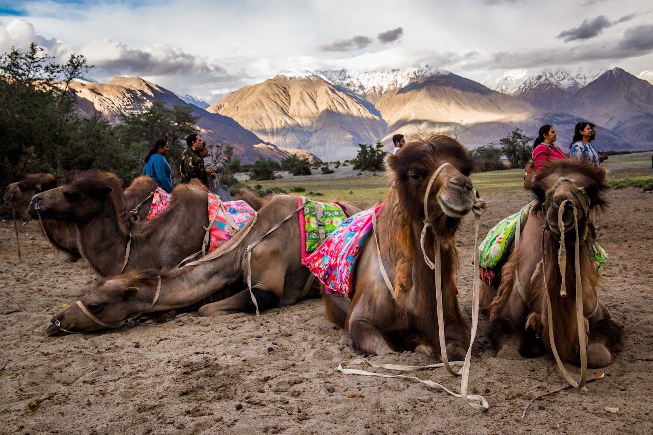 Nubra Valley Ladakh Fleece Blanket by Puneet Vikram Singh, Nature